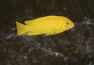 Maylandia sp. 'msobo' Magunga